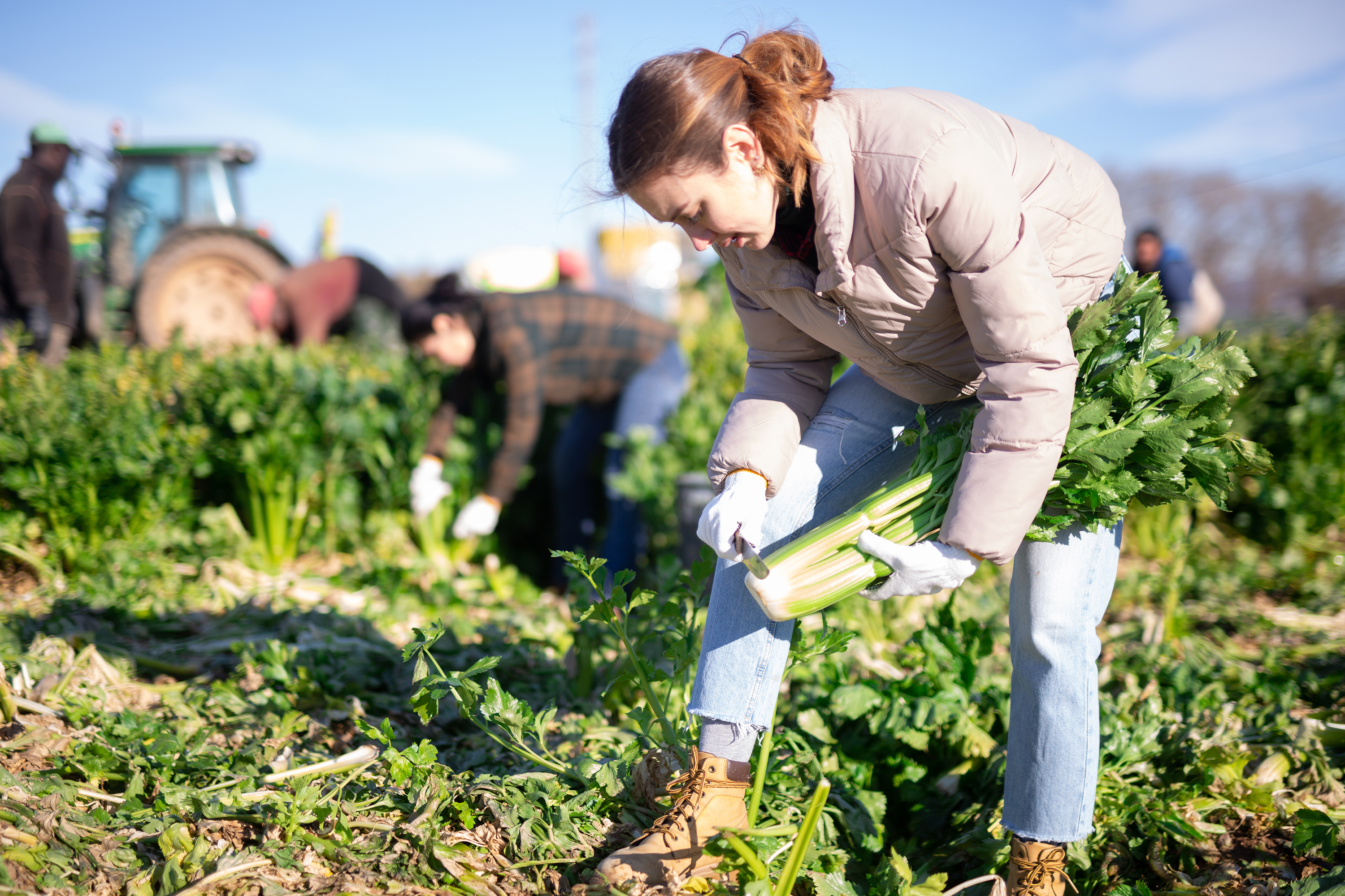 Compliance e Ética no Agronegócio: O Caminho para a Credibilidade