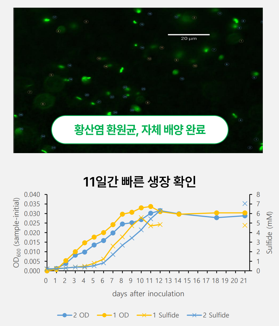 Pisphere Projected Growth Data: Trajectory to Market Dominance
