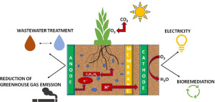 Plant MFC Bioelectricity