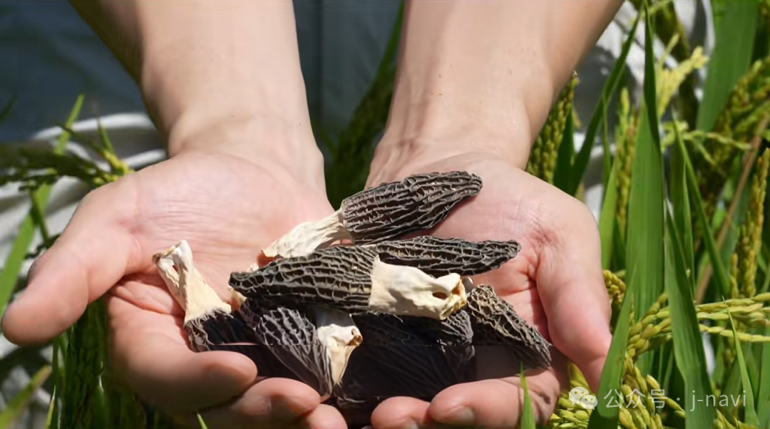 手に持ったモリーユ茸