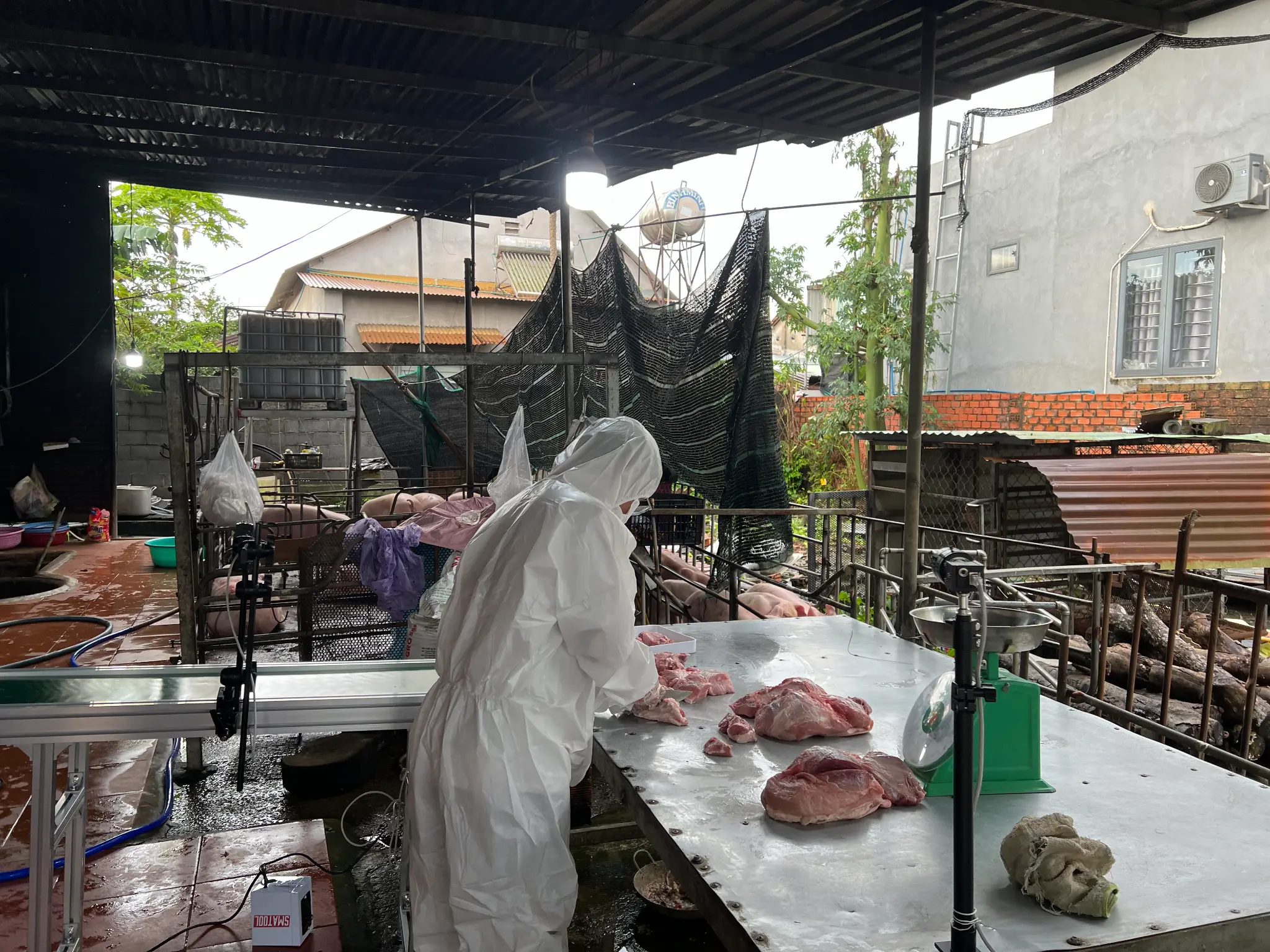 A photo of a healthy, large group of pigs in a well-ventilated, modern barn, showing the success of the environmental control system