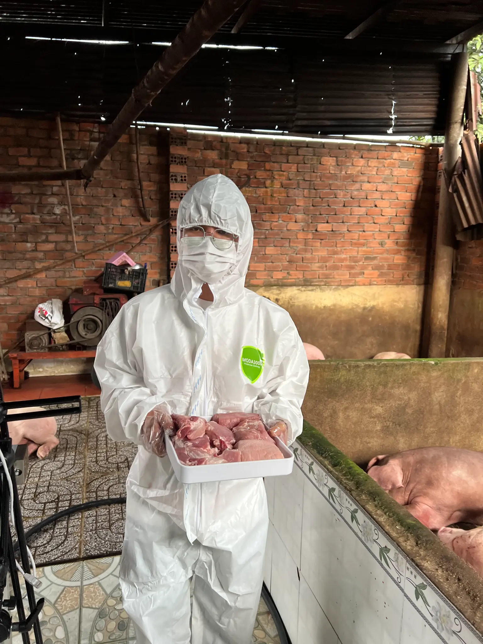 Hình ảnh mô tả một người nông dân đang vất vả kiểm tra đàn lợn trong chuồng nuôi cũ kỹ, thể hiện sự nặng nhọc của lao động thủ công