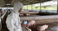 A close-up of a healthy pig in a clean, well-ventilated pen, representing the improved animal welfare achieved by the system.