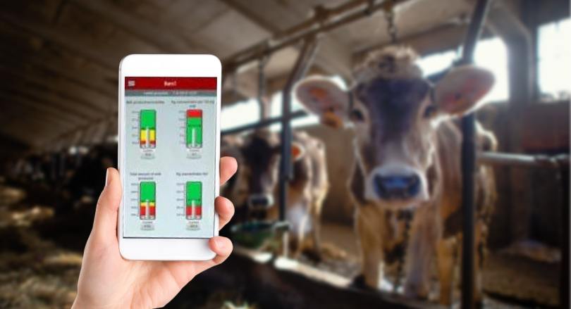 Happy and Healthy Pigs in a Clean Pen