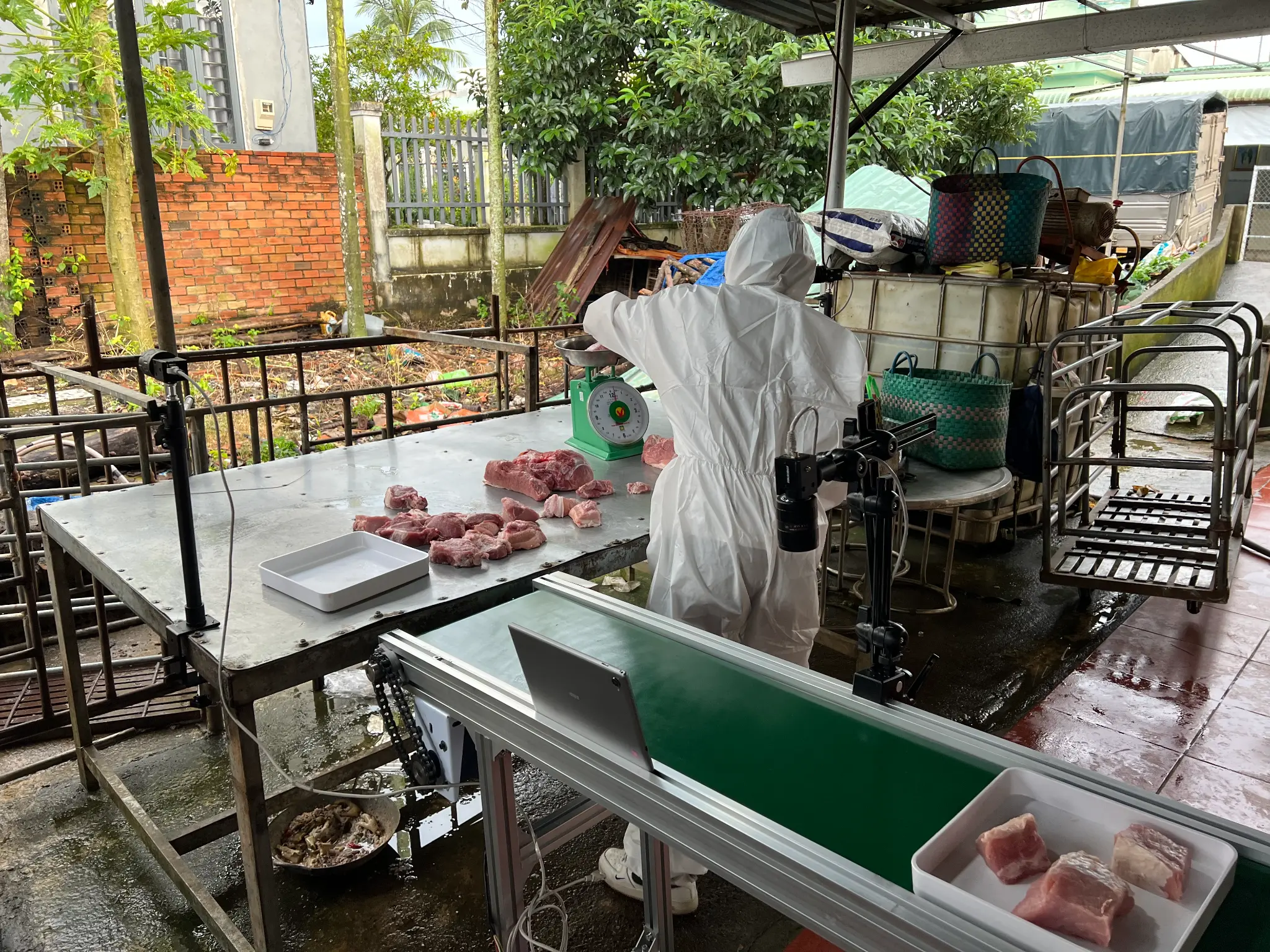 Hình ảnh minh họa lợn nái và lợn con khỏe mạnh