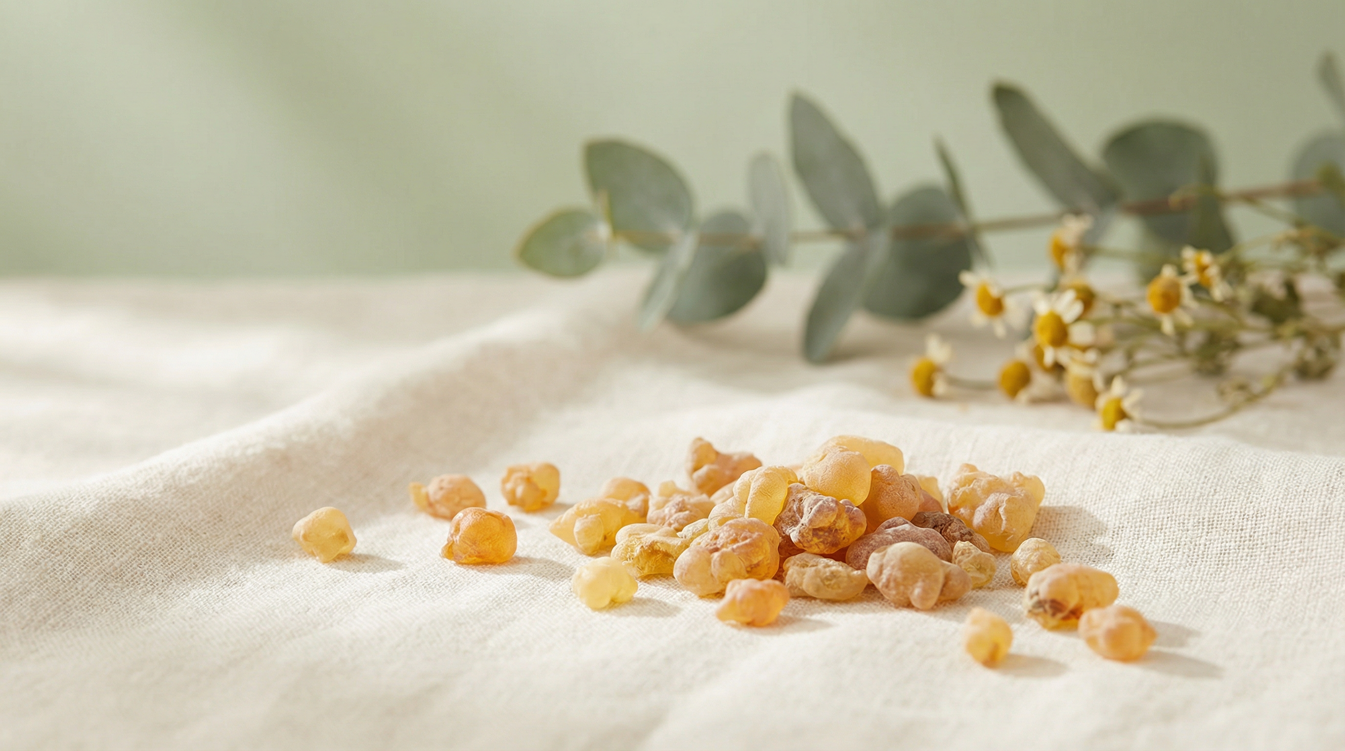 Boswellia (Frankincense)